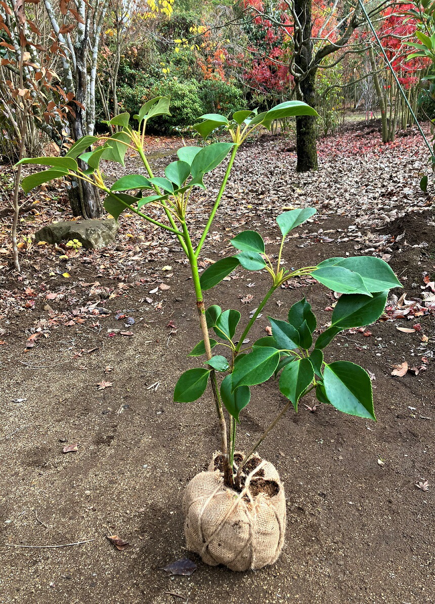 楽天市場】ヤマグルマ（鳥もちの木） 樹高0.8～1.0m前後 常緑樹