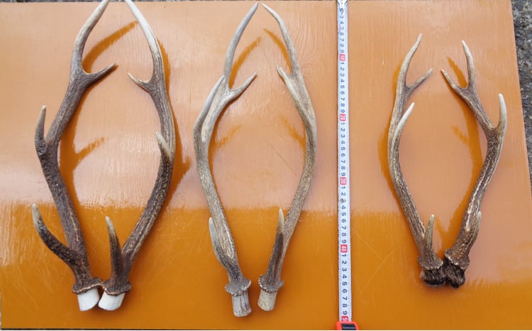 房総ジビエクラフト】工芸・壁飾り用天然素材『日本鹿の角 一対』大