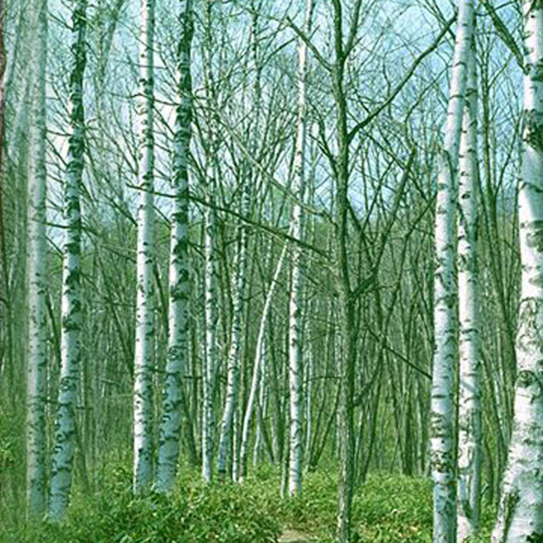 バーデンス アロマ シャンプー フレッシュエアー 詰替 500ml – モア