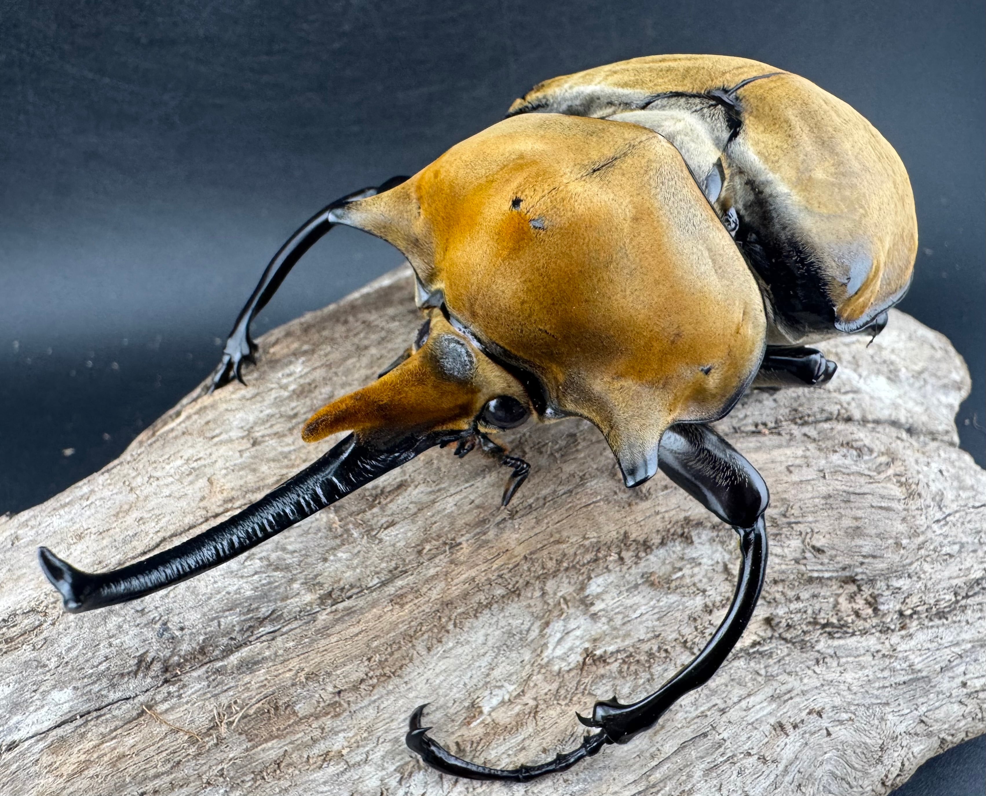 エレファスゾウカブト 117mm ペア》 | KPW公式オンラインショップ