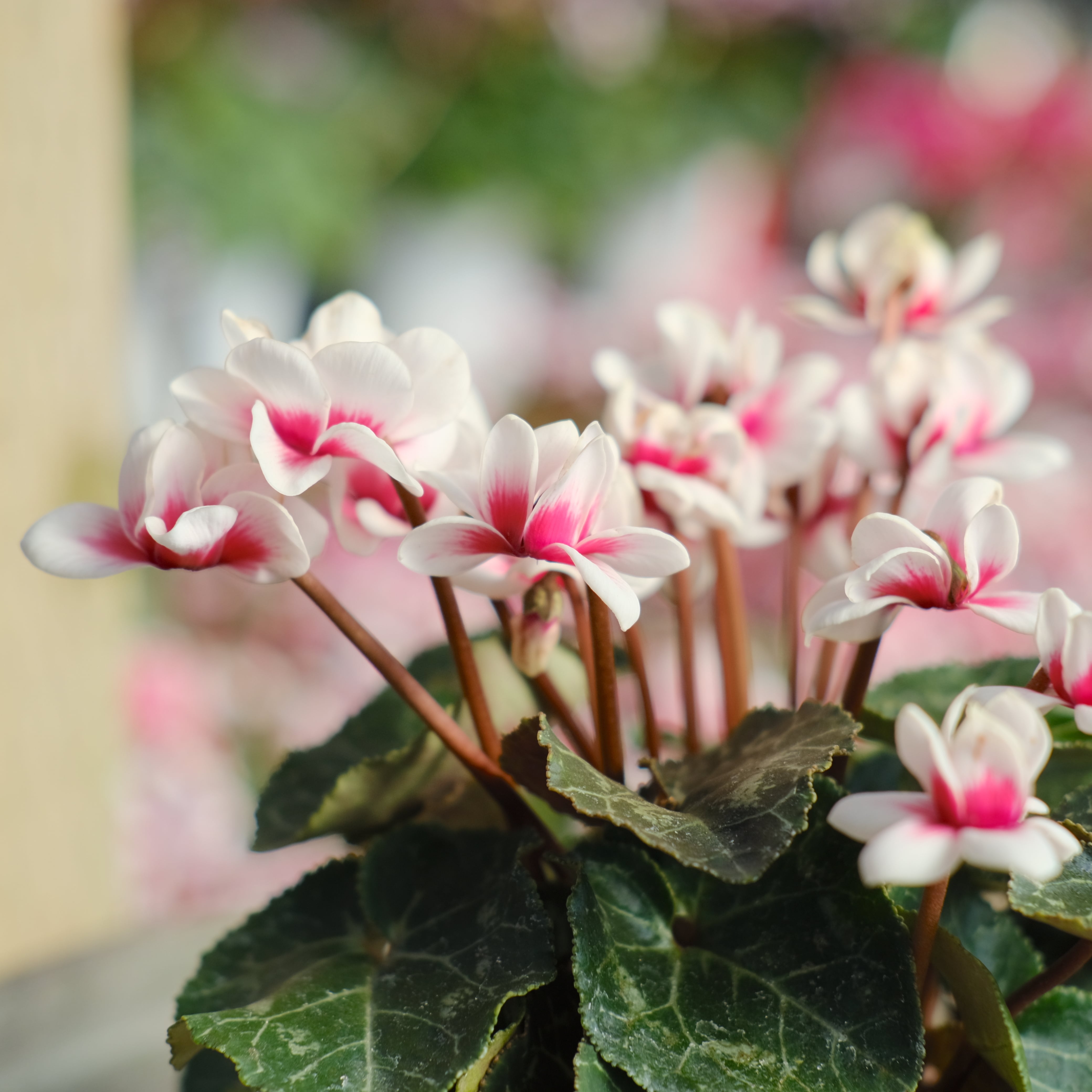 ⑮ ガーデン シクラメン 《 チモ シリーズ ピコティ 3号鉢