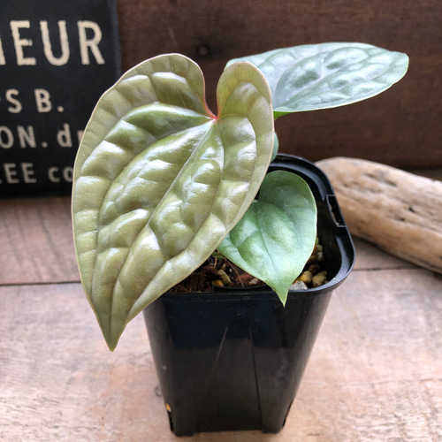 アンスリウム ルクスリアンスAnthurium Luxurians 観葉植物 アート